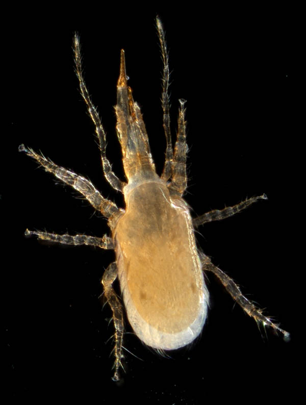 ホコダニ属の1種(Holaspina sp.A)