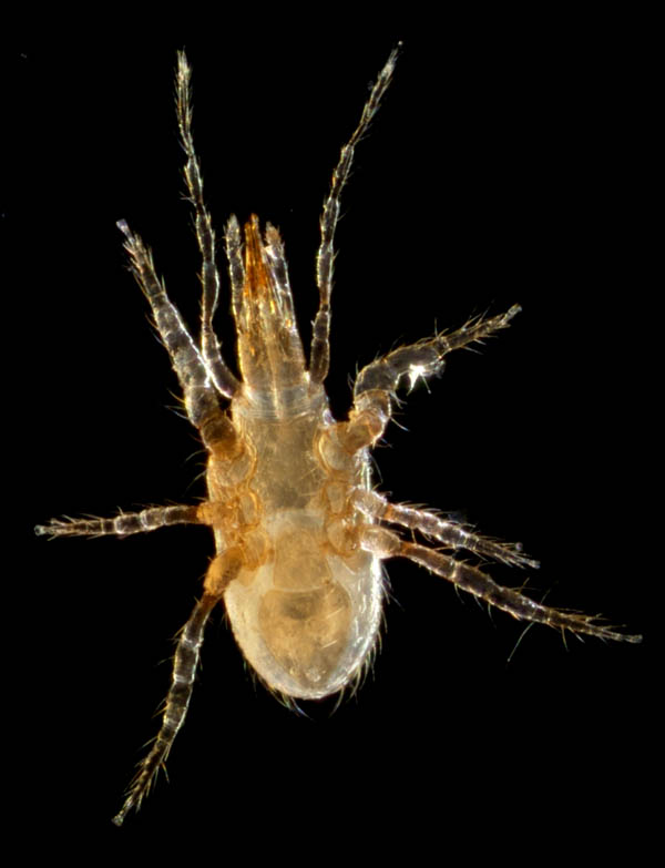 ホコダニ属の1種(Holaspina sp.A)