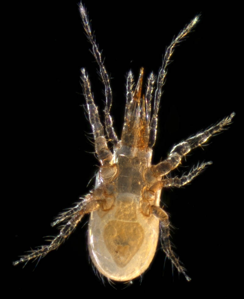 ホコダニ属の1種(Holaspina sp.A)