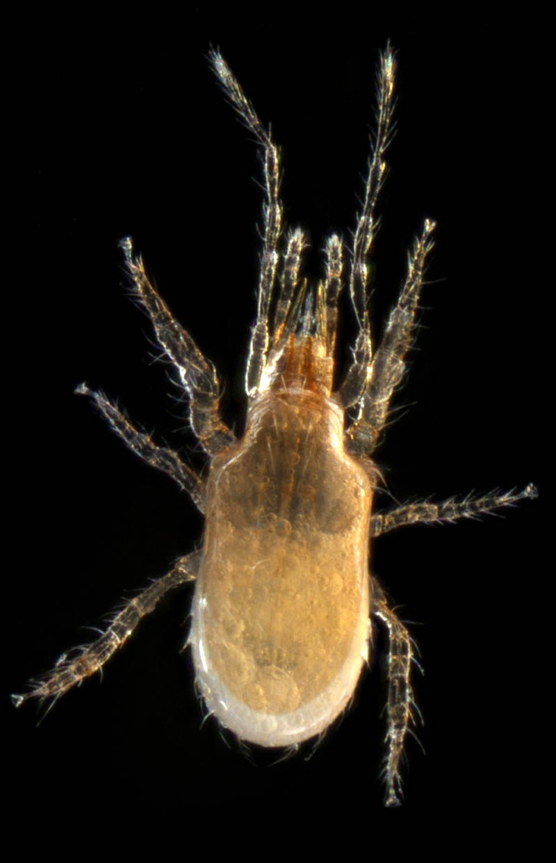 ホコダニ属の1種(Holaspina sp.A)