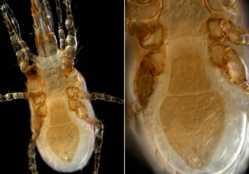 ホコダニ属の1種(Holaspina sp.A)