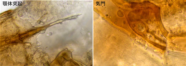 ホコダニ属の1種(Holaspina sp.A)