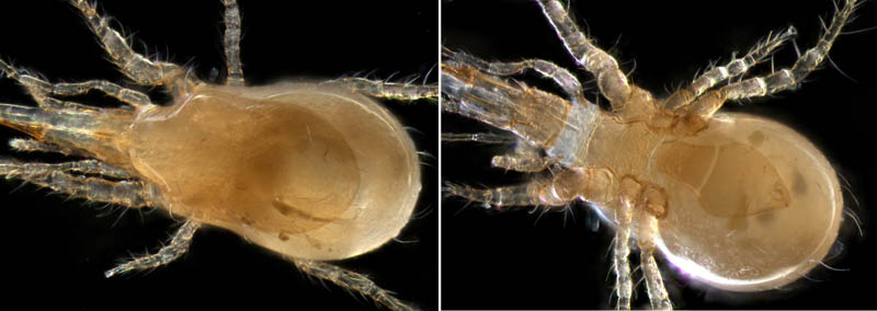 ホコダニ属の1種(Holaspina sp.A)