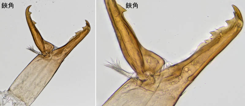 ホコダニ属の1種(Holaspina sp.A)