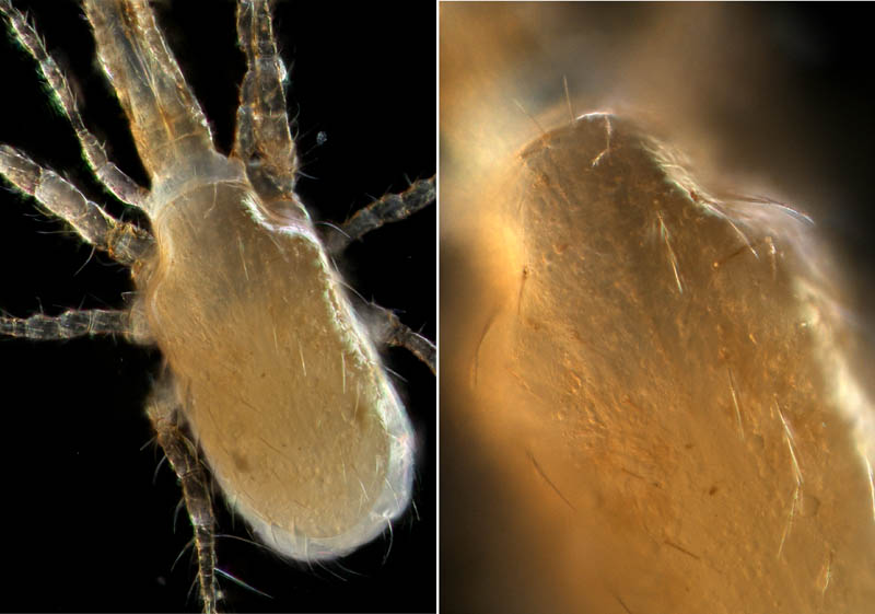 ホコダニ属の1種(Holaspina sp.A)