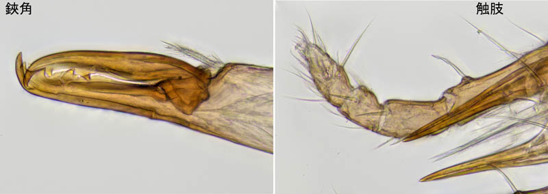 ホコダニ属の1種(Holaspina sp.A)