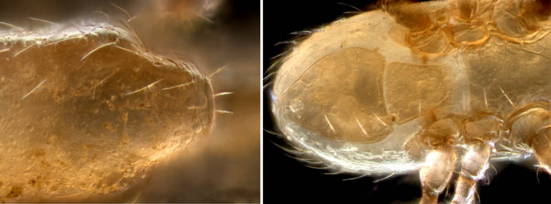 ホコダニ属の1種(Holaspina sp.A)