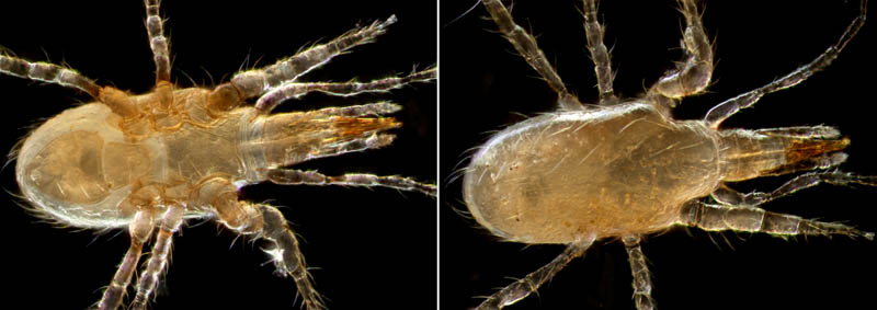 ホコダニ属の1種(Holaspina sp.A)