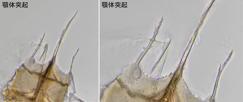 ホコダニ属の1種(Holaspina sp.A)