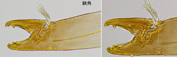 ホコダニ科の1種（分類群03）