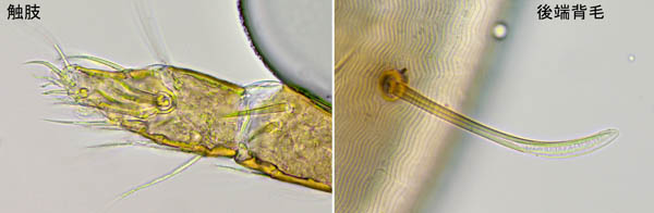 ホコダニ科の1種（分類群03）