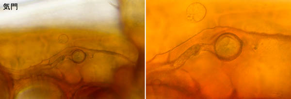 ホコダニ科の1種（分類群03）