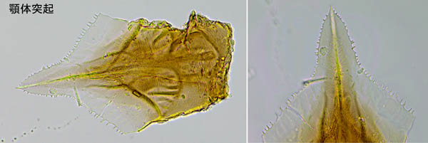 ホコダニ科の1種（分類群03）