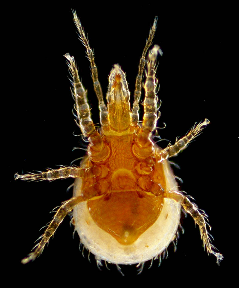 ホコダニ科の1種（分類群03）