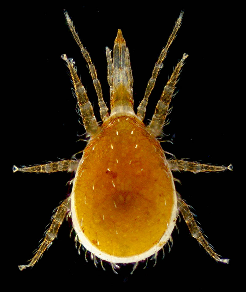 ホコダニ科の1種（分類群03）