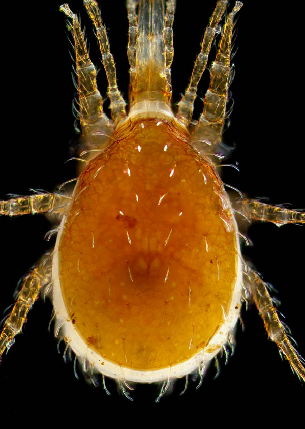 ホコダニ科の1種（分類群03）