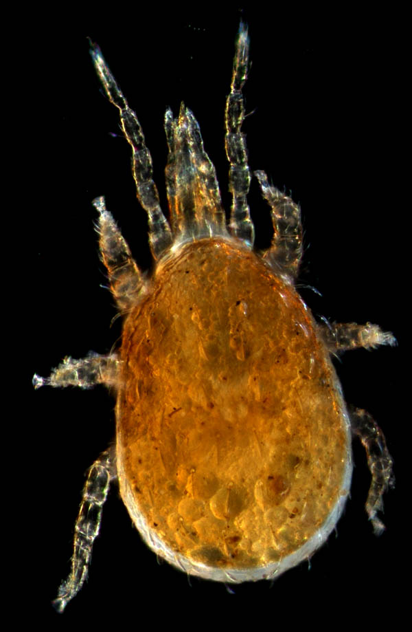 ホコダニ科の1種（分類群03）