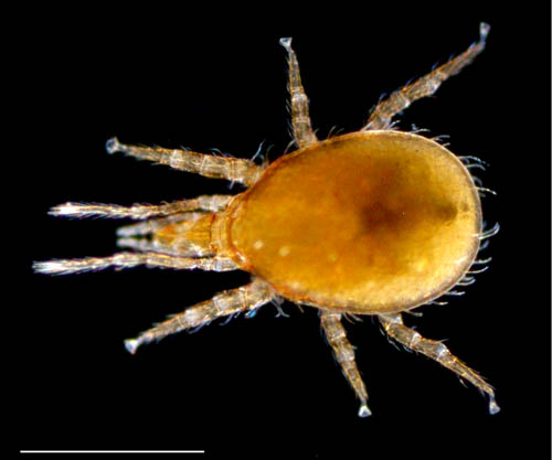 ホコダニ科の1種（分類群03）