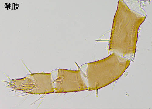 ホコダニ科の1種（分類群03）