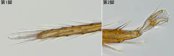 ホコダニ科の1種（分類群03）