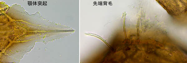 ホコダニ科の1種（分類群03）
