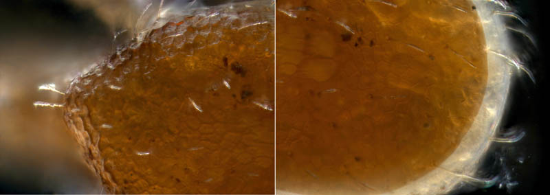 ホコダニ科の1種（分類群03）