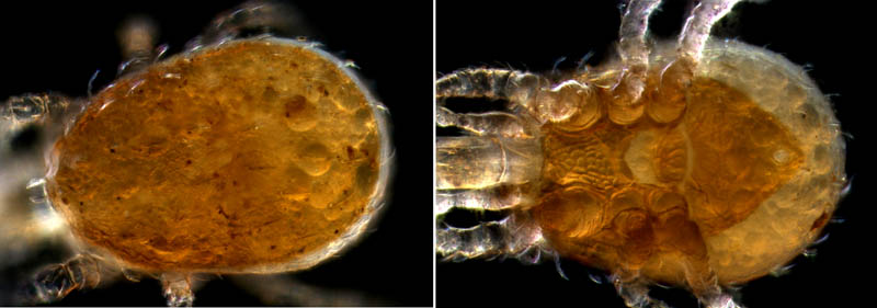 ホコダニ科の1種（分類群03）