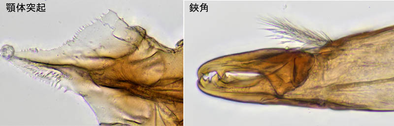 ホコダニ科の1種（分類群03）