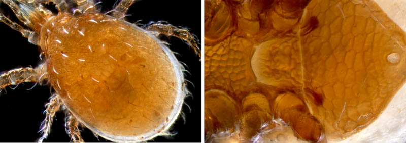ホコダニ科の1種（分類群03）