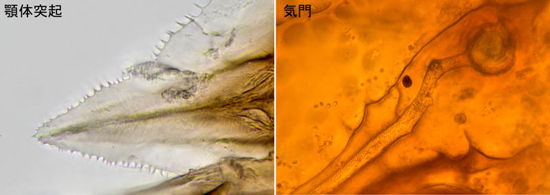 ホコダニ科の1種（分類群03）