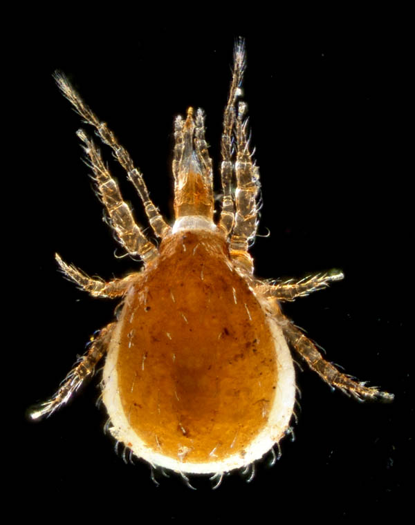 ホコダニ科の1種（分類群03）