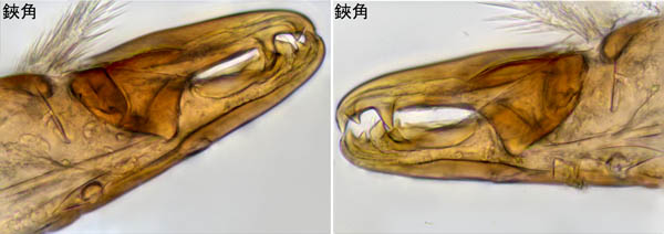 ホコダニ科の1種（分類群03）