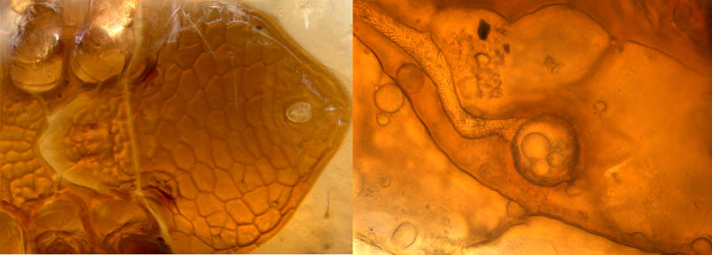 ホコダニ科の1種（分類群03）