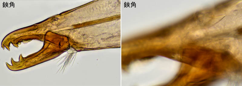 ホコダニ科の1種（分類群03）