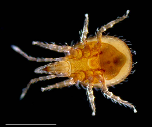 ホコダニ科の1種（分類群03）