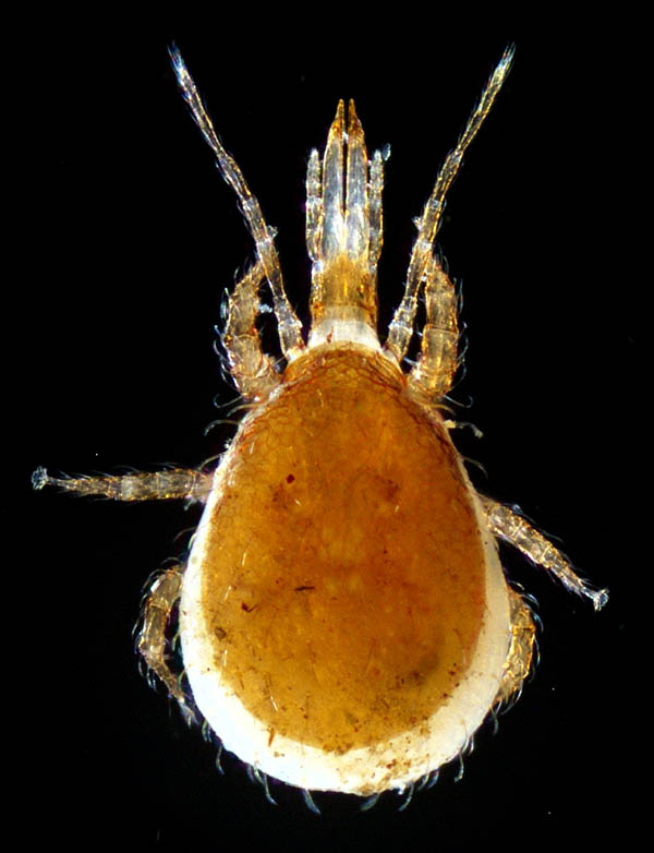 ホコダニ科の1種（分類群03）