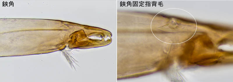 ホコダニ科の1種（分類群03）