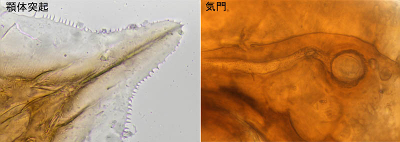 ホコダニ科の1種（分類群03）