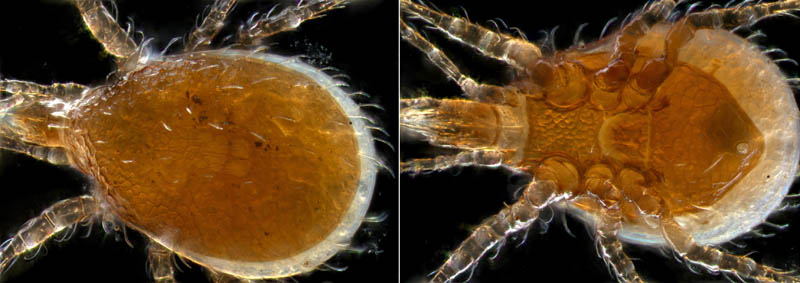 ホコダニ科の1種（分類群03）