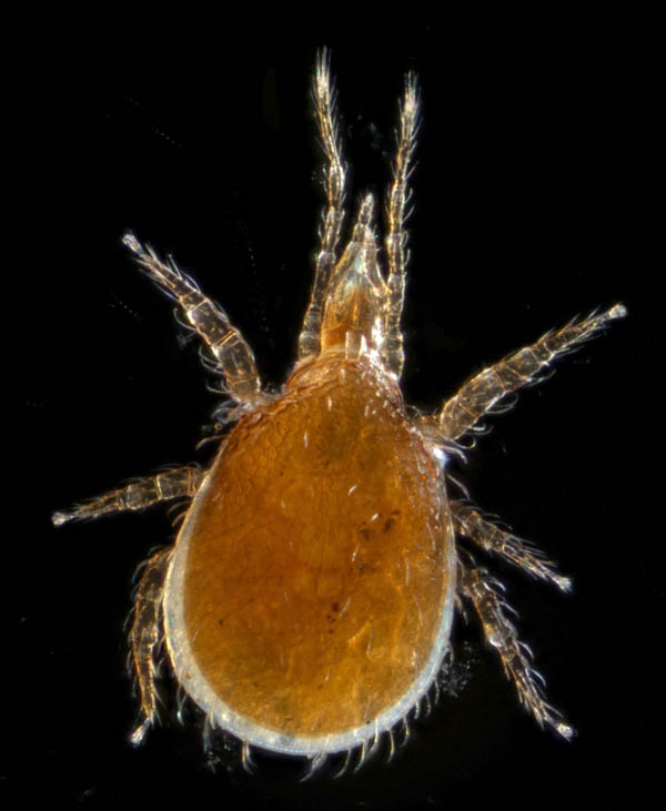 ホコダニ科の1種（分類群03）