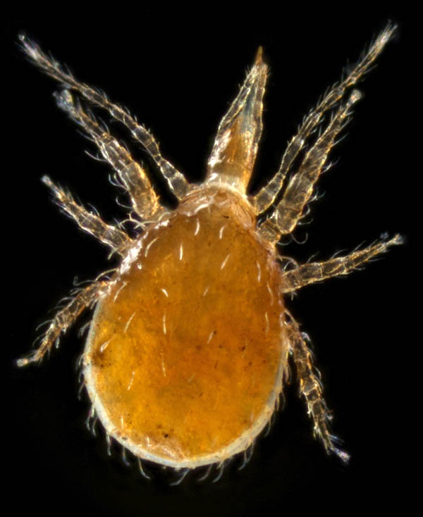 ホコダニ科の1種（分類群03）