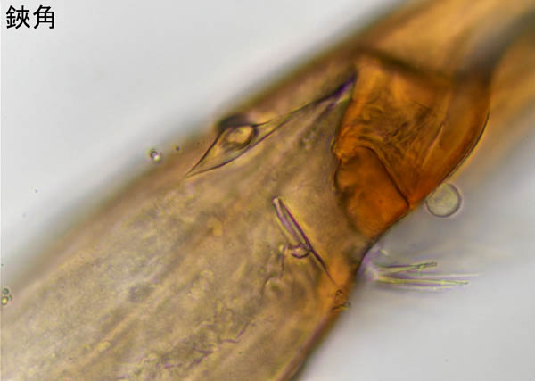 ホコダニ科の1種（分類群03）