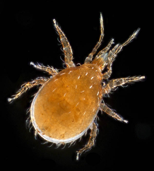 ホコダニ科の1種（分類群03）