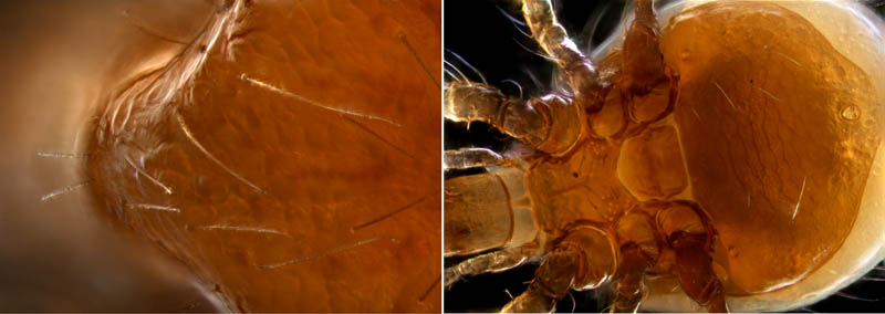 ホコダニ科の1種（分類群03）