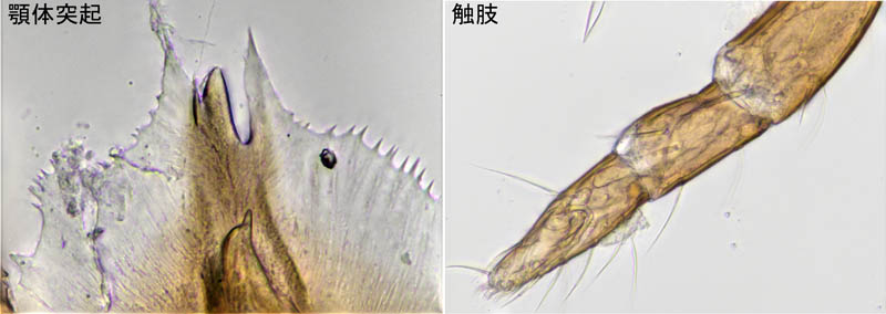 ホコダニ科の1種（分類群03）