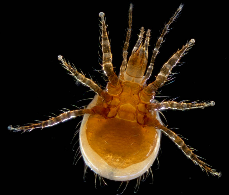 ホコダニ科の1種（分類群03）