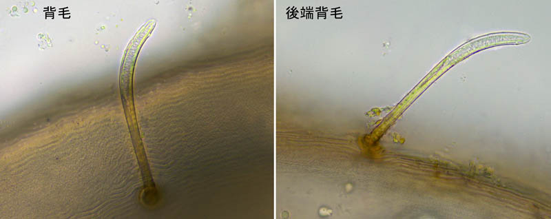 ホコダニ科の1種（分類群03）