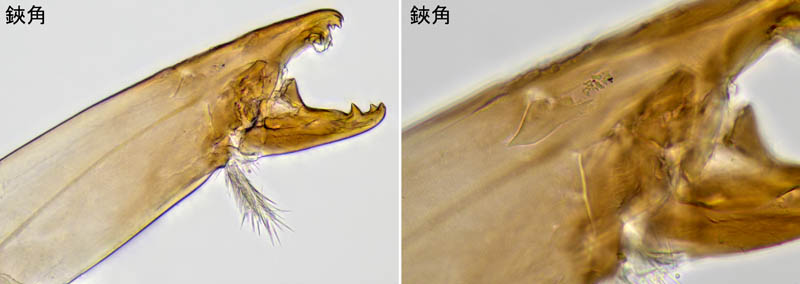 ホコダニ科の1種（分類群03）