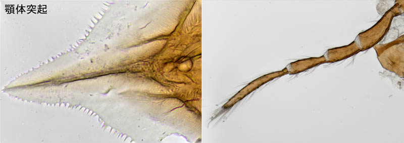 ホコダニ科の1種（分類群03）