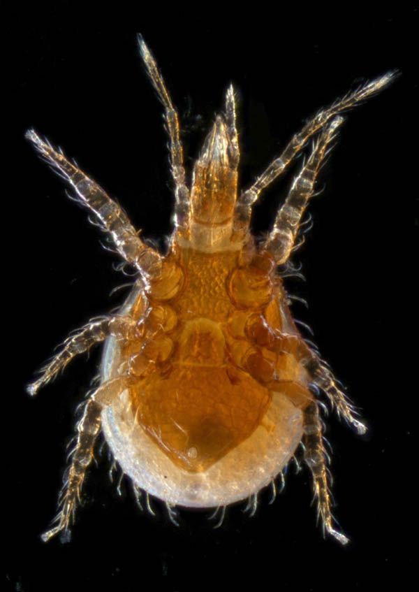 ホコダニ科の1種（分類群03）